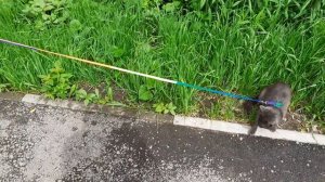 Два котика.