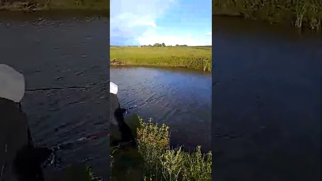 Сидим на рыбалке. смотреть онлайн