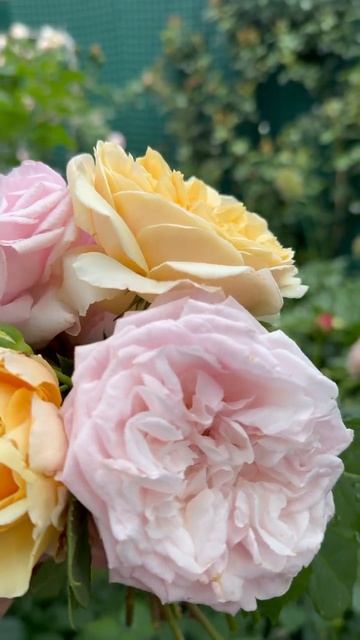 Тизинг Джорджия✨ Оливия Роуз 🌸31 мая 26г🌿 смотреть онлайн
