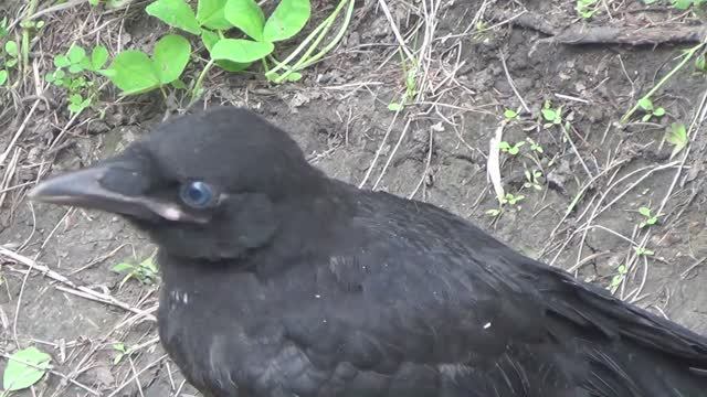 Вороненок Совсем малыш ворона ворон смотреть онлайн