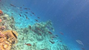Подводный мир красного моря Шарм-эль-шейх 202