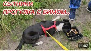 САМВЕЛ АДАМЯН, СЫТНИКИ, ПРОГУЛКА С БИМОМ..