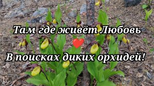 #135 В поисках диких орхидей!