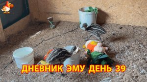 Дневник страусят Эму день 39