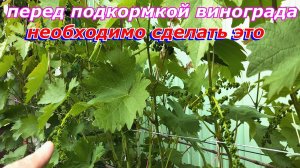 Перед подкормкой винограда необходимо сделать это! Виноградарство.