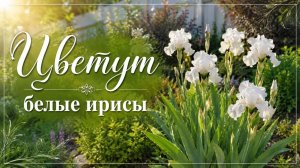 Цветут белые ирисы