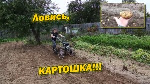 Испытания новой картофелекопалки.  Ловись, КАРТОШКА!!!