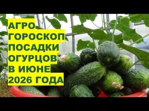 Когда сажать огурцы в июне 2026? Агрогороскоп Раисы Горяченко