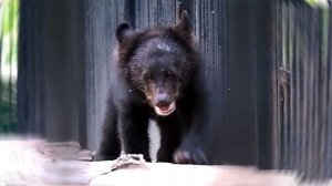 Два братца, два гималайских медвежонка осваивают свое новое жилье.