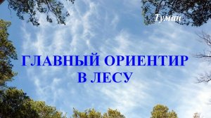 Главный ориентир в лесу