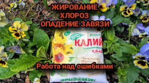ЖИРОВАНИЕ, ХЛОРОЗ, ОПАДЕНИЕ ЗАВЯЗИ. Работа над ошибками.