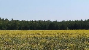 лес и поле