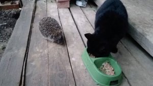 Дружить не получается