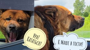 Пёс Кубик мчит в Москву в баньку. Ночной аист, утренний треугольный кот. Сова Лютик смотрит на крысу