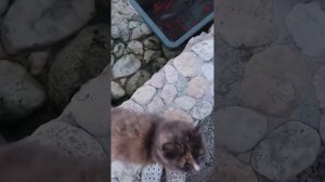 Чистка прудика