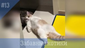 Забавные котики #13. Самые смешные видео с котами и кошками.