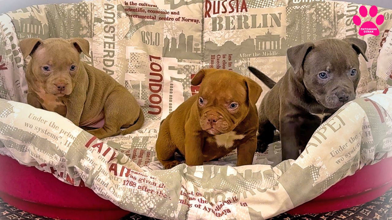 Лучшие щенки породы Американский Булли! Осталось всего 2 щенка! смотреть онлайн