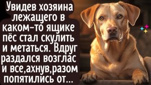 Увидев хозяина лежащего в каком-то ящике пёс стал скулить. Вдруг  ахнув, все разом попятились от...