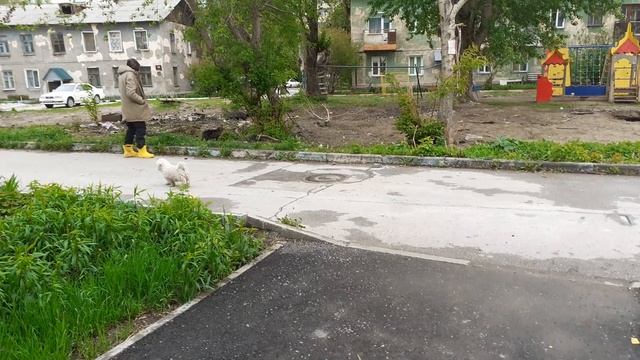Не задалась прогулка у Тишки. смотреть онлайн