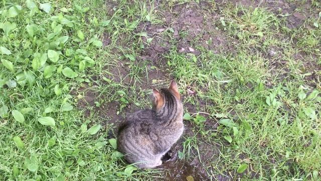 Котик