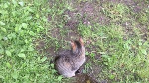 Котик