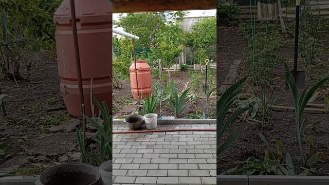 1000105161.mp4потихоньку работаю во дворе
