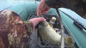 Заплыла в камыши  и наловила! Зеркальный порадовал на поплавок - перо! Рыбалка на сазана