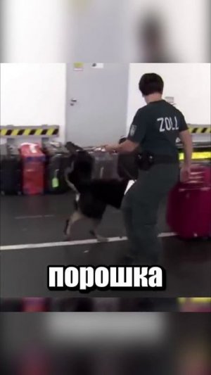 WELL DONE #прикол #юмор #смех #мем #топ #рекомендации