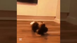 коты проказники