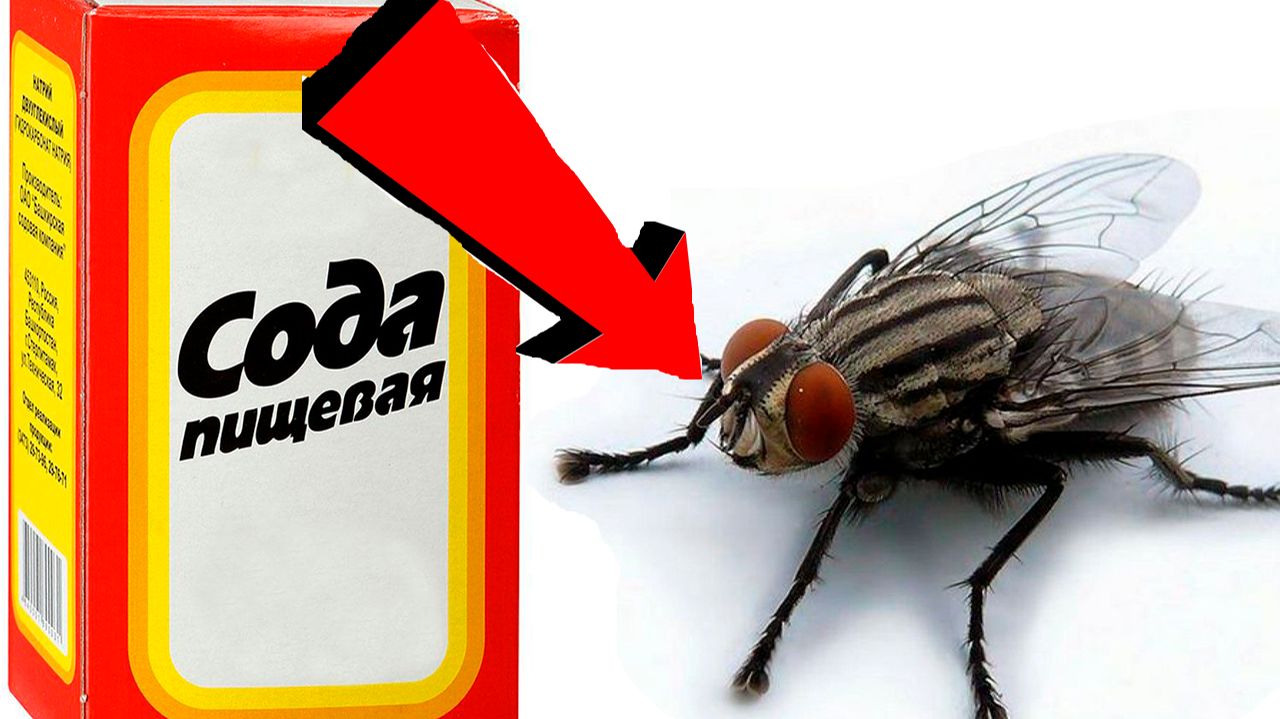 Как избавиться от мух За 3 Секунды!!!