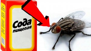 Как избавиться от мух За 3 Секунды!!!