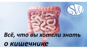 Всё, что вы хотели знать о кишечнике