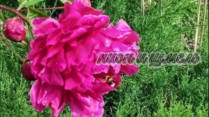 Секрет роскошных пионов на Кубани + шмели-помощники в кадре! Мой южный сад