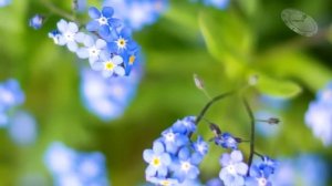Послушав родителей парень расстался с женой, которая спасла ему жизнь! А когда он узнал о родном...