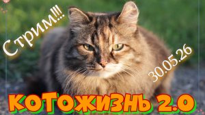 Запись стрима КотоЖизни 2.0 от 30.05.26 в ВК