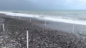 Тюльпановое дерево Головинка Краснодарский край  отдых на Черном море