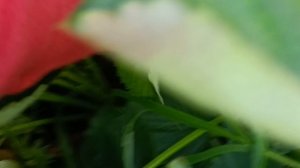 Красивые кусты клубники, хорошая крупная ягода, показательные кустики...