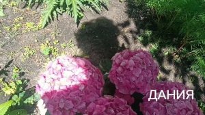 ПРЕКРАСНО ОЧЕНЬ ДАЖЕ. 🌸🌺🌻🌹🌷🌼💐ЦВЕТЫ. ДАЧА. ДРУГАЯ ЖИЗНЬ. ШИКАРНЫЙ ГОЛОС., VANNY VABIOLA. КЛАСС