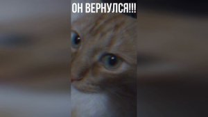 Кот Персик вернулся на мой рутуб канал спустя 7 месяцев!