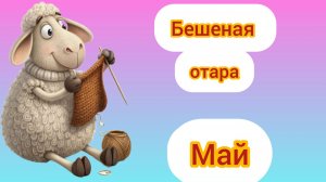 Бешеная отара Май