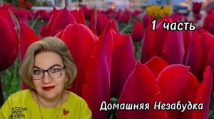 1 часть. Гаврила ищет способы ИЗБАВИТЬСЯ ОТ С@ПЛИ😱❗️Паяльник❓️Ток❓️Подушка❓️