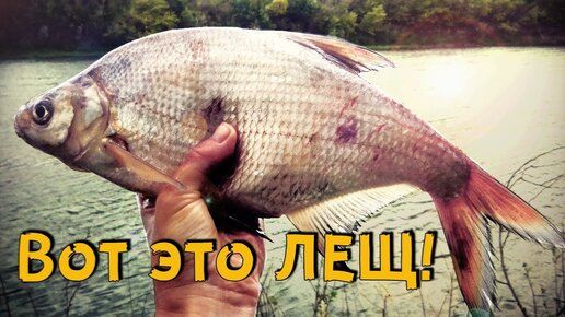 Лещ на фидер. Рыбалка на реке Урал. Хороший клёв