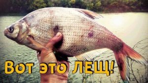 Лещ на фидер. Рыбалка на реке Урал. Хороший клёв