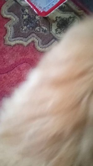 Мурзик опять жрёт