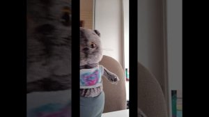 Басик и гроза