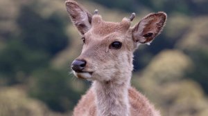 Две женщины погибли в ДТП с косулей в Самарской области