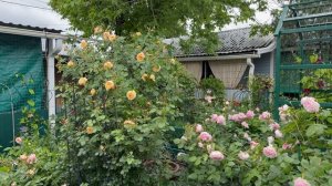 В саду 💐31 мая 26г💐 Розы Остина и не только🌿