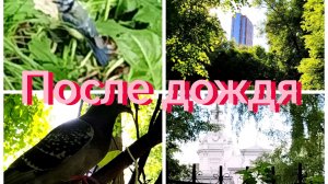 Природа после дождя: кто-то так поет 🐦,голубь 🕊️ был недоволен моей 🎥