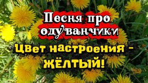 ПЕСНЯ ПРО ОДУВАНЧИКИ. Цвет настроения — жёлтый!