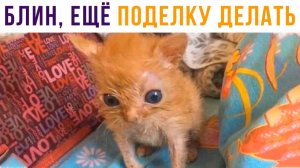 ВСПОМНИЛ ПРО ПОДЕЛКУ В 12 НОЧИ)) Приколы с котами